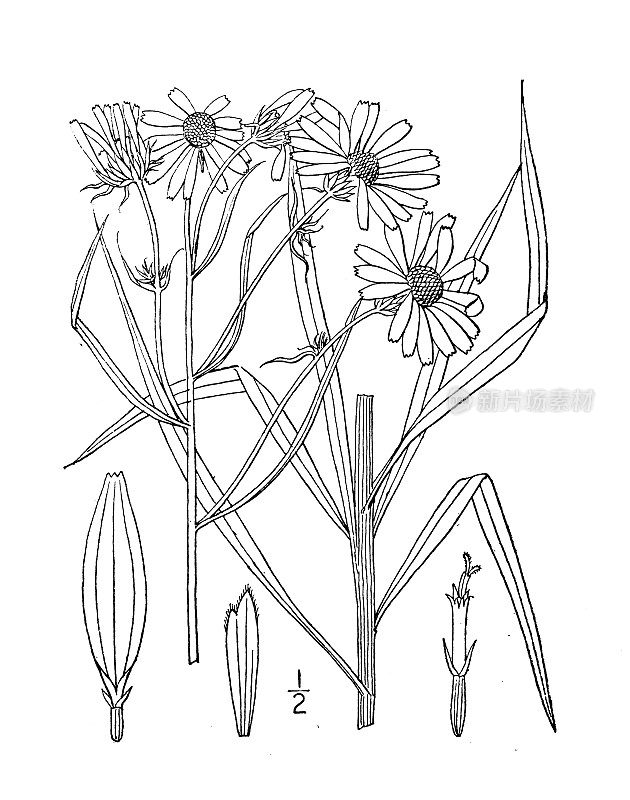 古植物学植物插图:Helianthus orgyalis，线叶向日葵